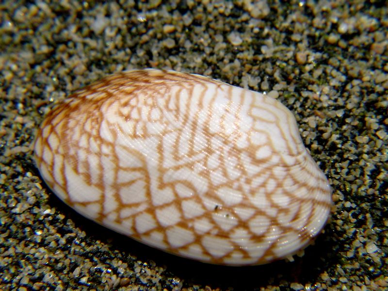 Venerupis corrugata form geographica